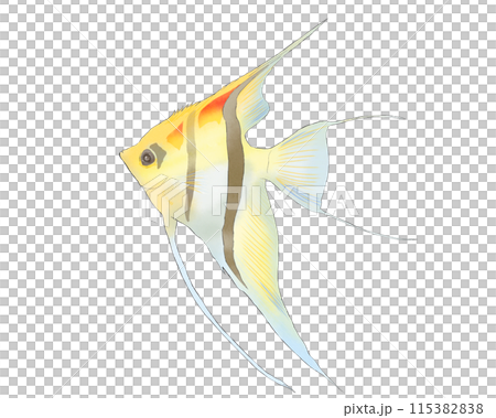 Illustration of an angelfish swimming Illustration of an angelfish swimming 115382838