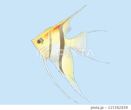 熱帯魚の可愛いイラスト 熱帯魚の可愛いイラスト 115382839