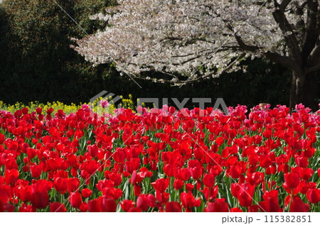 満開の桜をバックに深紅のチューリップ(横位置) 満開の桜をバックに深紅のチューリップ(横位置) 115382851