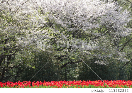 春の光に輝く満開の桜と赤いチューリップの列 春の光に輝く満開の桜と赤いチューリップの列 115382852