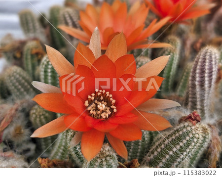サボテン 白檀の写真素材 [115383022] - PIXTA