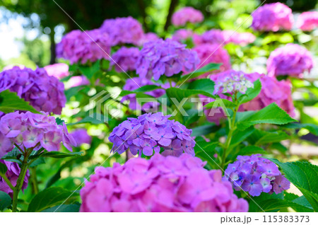満開のピンクの紫陽花 115383373
