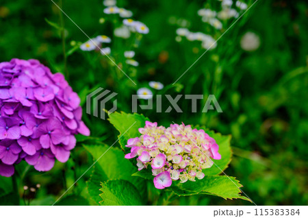 満開のピンクの紫陽花 満開のピンクの紫陽花 115383384