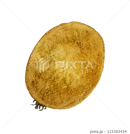 キウイ フルーツの手描き水彩イラスト素材 キウイ フルーツの手描き水彩イラスト素材 115383434