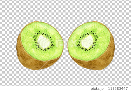 半分にカットしたグリーンキウイ　フルーツの手描き水彩イラスト素材 115383447