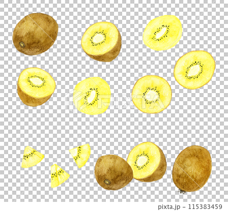 金色奇異果套裝-手繪水彩水果插畫合輯 115383459