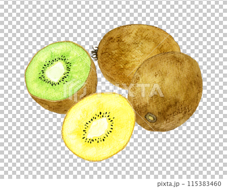 金獼猴桃和綠獼猴桃切成兩半 — 手繪水彩水果插圖 115383460
