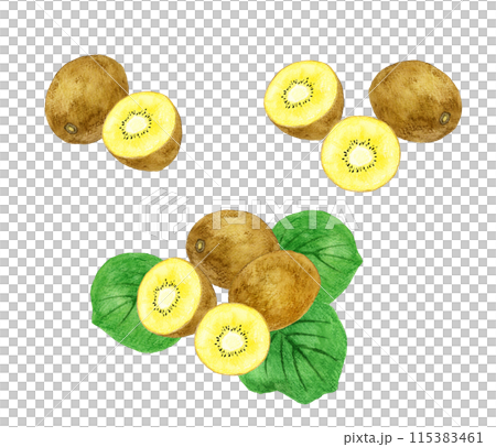 金色奇異果套裝-手繪水彩水果插畫合輯 115383461