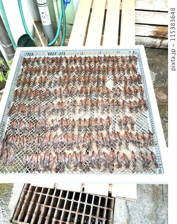 干しイカ 115383648