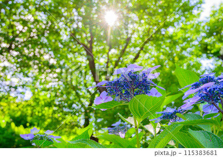 満開の紫の紫陽花 115383681
