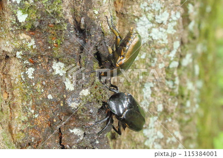 樹液に集まる昆虫（カナブン、クロカナブン） 115384001