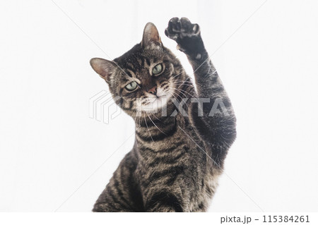 手を挙げる猫 115384261