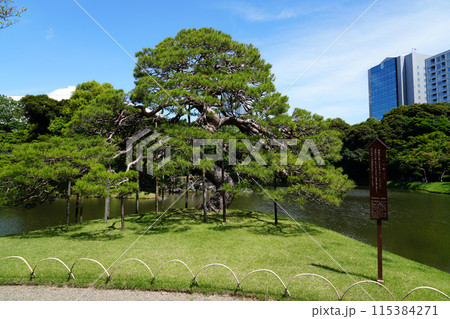 小石川後楽園の徳川光圀が愛した一ツ松 115384271