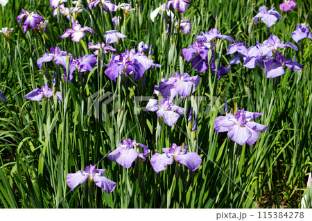 小石川後楽園の花菖蒲田 115384278