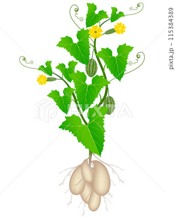 Melothria scabra aka cucamelon or mouse melon plant on a white background. Melothria scabra aka cucamelon or mouse melon plant on a white background. 115384389