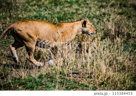 Kenyan Big Wild Cat Lion Lioness Cub King Of Jungle Mane Wildlife Animals Wild Maasai Mara National Reserve Park Narok County Great Rift Valley Kenya East Africa Landscapes Travel Safaris bush Wild Sa 115384453