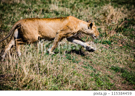 Kenyan Big Wild Cat Lion Lioness Cub King Of Jungle Mane Wildlife Animals Wild Maasai Mara National Reserve Park Narok County Great Rift Valley Kenya East Africa Landscapes Travel Safaris bush Wild Sa Kenyan Big Wild Cat Lion Lioness Cub King Of Jungle Mane Wildlife Animals Wild Maasai Mara National Reserve Park Narok County Great Rift Valley Kenya East Africa Landscapes Travel Safaris bush Wild Sa 115384459