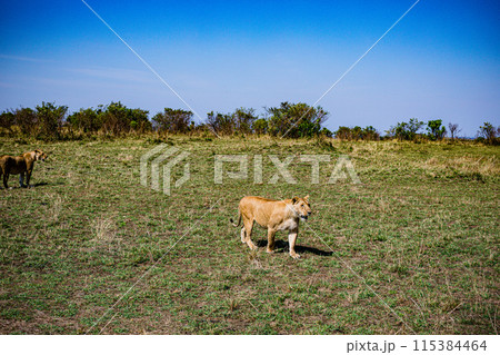 Kenyan Big Wild Cat Lion Lioness Cub King Of Jungle Mane Wildlife Animals Wild Maasai Mara National Reserve Park Narok County Great Rift Valley Kenya East Africa Landscapes Travel Safaris bush Wild Sa 115384464