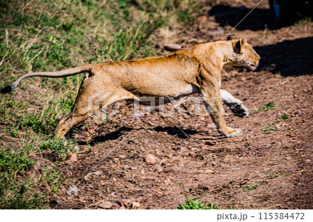 Kenyan Big Wild Cat Lion Lioness Cub King Of Jungle Mane Wildlife Animals Wild Maasai Mara National Reserve Park Narok County Great Rift Valley Kenya East Africa Landscapes Travel Safaris bush Wild Sa 115384472