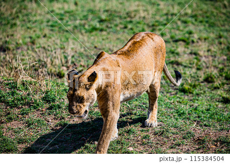 Kenyan Big Wild Cat Lion Lioness Cub King Of Jungle Mane Wildlife Animals Wild Maasai Mara National Reserve Park Narok County Great Rift Valley Kenya East Africa Landscapes Travel Safaris bush Wild Sa 115384504