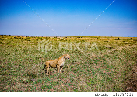 Kenyan Big Wild Cat Lion Lioness Cub King Of Jungle Mane Wildlife Animals Wild Maasai Mara National Reserve Park Narok County Great Rift Valley Kenya East Africa Landscapes Travel Safaris bush Wild Sa 115384513