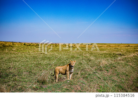 Kenyan Big Wild Cat Lion Lioness Cub King Of Jungle Mane Wildlife Animals Wild Maasai Mara National Reserve Park Narok County Great Rift Valley Kenya East Africa Landscapes Travel Safaris bush Wild Sa 115384516