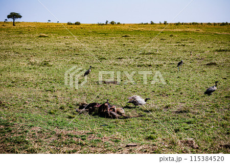 Kenyan Big Wild Cat Lion Lioness Cub King Of Jungle Mane Wildlife Animals Wild Maasai Mara National Reserve Park Narok County Great Rift Valley Kenya East Africa Landscapes Travel Safaris bush Wild Sa 115384520