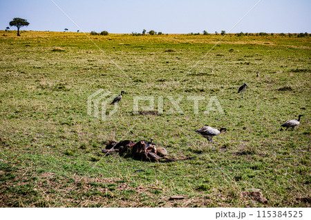Kenyan Big Wild Cat Lion Lioness Cub King Of Jungle Mane Wildlife Animals Wild Maasai Mara National Reserve Park Narok County Great Rift Valley Kenya East Africa Landscapes Travel Safaris bush Wild Sa 115384525