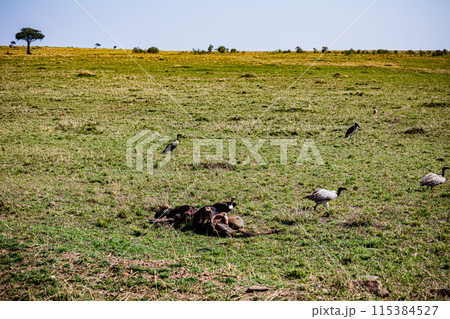 Kenyan Big Wild Cat Lion Lioness Cub King Of Jungle Mane Wildlife Animals Wild Maasai Mara National Reserve Park Narok County Great Rift Valley Kenya East Africa Landscapes Travel Safaris bush Wild Sa 115384527