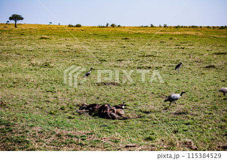 Kenyan Big Wild Cat Lion Lioness Cub King Of Jungle Mane Wildlife Animals Wild Maasai Mara National Reserve Park Narok County Great Rift Valley Kenya East Africa Landscapes Travel Safaris bush Wild Sa 115384529