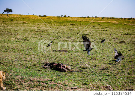 Kenyan Big Wild Cat Lion Lioness Cub King Of Jungle Mane Wildlife Animals Wild Maasai Mara National Reserve Park Narok County Great Rift Valley Kenya East Africa Landscapes Travel Safaris bush Wild Sa 115384534