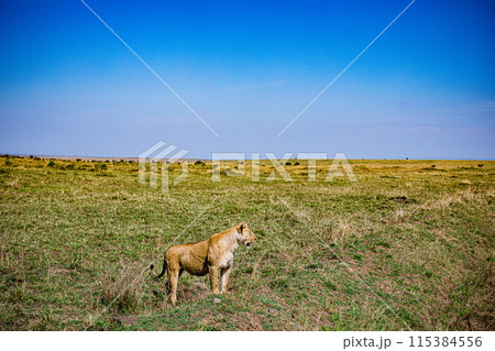 Kenyan Big Wild Cat Lion Lioness Cub King Of Jungle Mane Wildlife Animals Wild Maasai Mara National Reserve Park Narok County Great Rift Valley Kenya East Africa Landscapes Travel Safaris bush Wild Sa 115384556