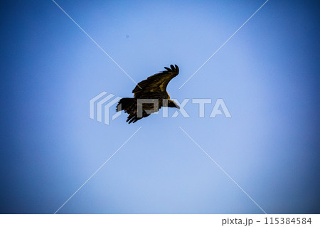 Kenyan Big Wild Cat Lion Lioness Cub King Of Jungle Mane Wildlife Animals Wild Maasai Mara National Reserve Park Narok County Great Rift Valley Kenya East Africa Landscapes Travel Safaris bush Wild Sa 115384584