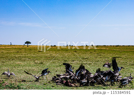 Kenyan Big Wild Cat Lion Lioness Cub King Of Jungle Mane Wildlife Animals Wild Maasai Mara National Reserve Park Narok County Great Rift Valley Kenya East Africa Landscapes Travel Safaris bush Wild Sa Kenyan Big Wild Cat Lion Lioness Cub King Of Jungle Mane Wildlife Animals Wild Maasai Mara National Reserve Park Narok County Great Rift Valley Kenya East Africa Landscapes Travel Safaris bush Wild Sa 115384591
