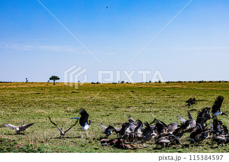 Kenyan Big Wild Cat Lion Lioness Cub King Of Jungle Mane Wildlife Animals Wild Maasai Mara National Reserve Park Narok County Great Rift Valley Kenya East Africa Landscapes Travel Safaris bush Wild Sa Kenyan Big Wild Cat Lion Lioness Cub King Of Jungle Mane Wildlife Animals Wild Maasai Mara National Reserve Park Narok County Great Rift Valley Kenya East Africa Landscapes Travel Safaris bush Wild Sa 115384597