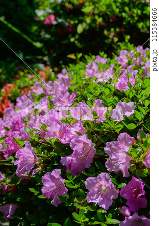 ピンクのつつじの群生 115384666