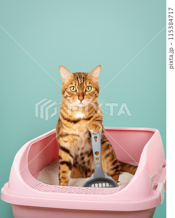 Bengal cat in the toilet. Training a cat to use the litter box. 115384717