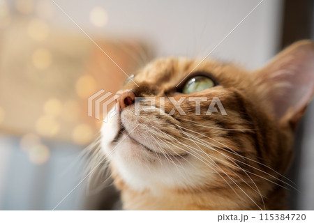 Close-up profile of a Bengal cat with green eyes Close-up profile of a Bengal cat with green eyes 115384720
