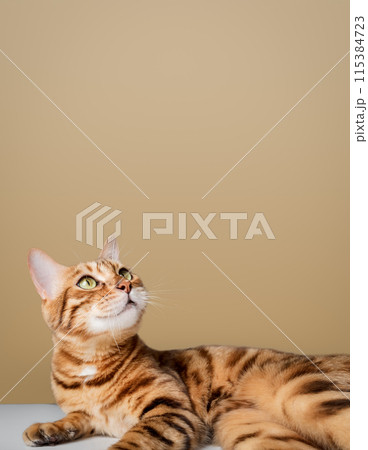 Funny cheerful cat looks up. 115384723
