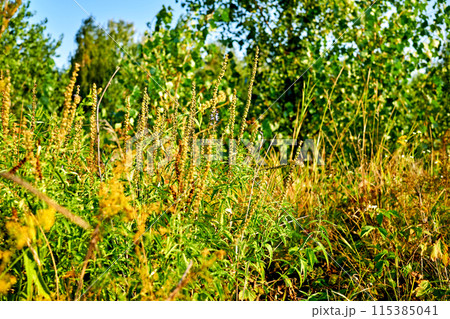 Alternative therapy. Medicinal herbal flowers,plants on simple rural meadow 115385041