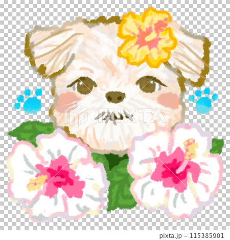 西施犬和白芙蓉花 115385901