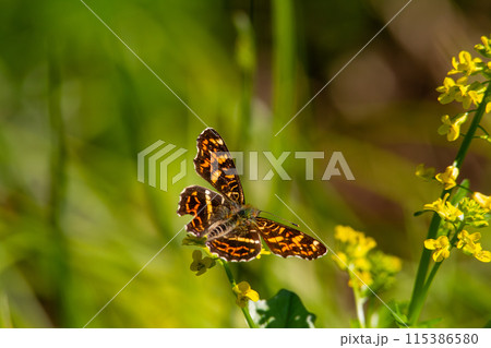 サカハチチョウ 115386580