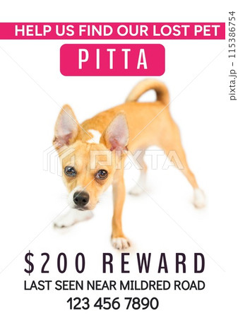 Composition of help us find our lost pet pitta text over dog on white background Composition of help us find our lost pet pitta text over dog on white background 115386754