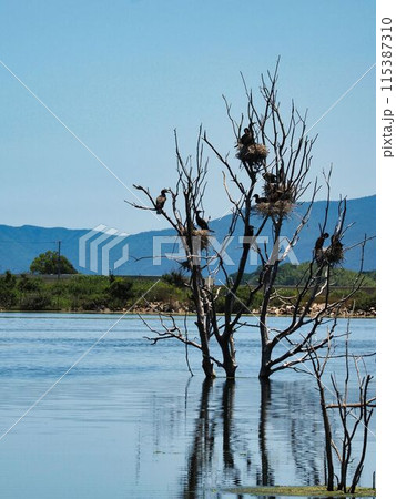 牛窓、水没ペンション村、野鳥 115387310