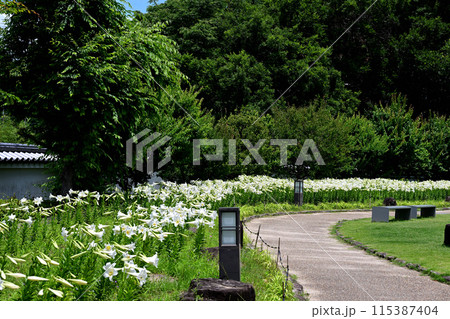 池田城址公園 白ユリ 風景 池田城址公園 白ユリ 風景 115387404