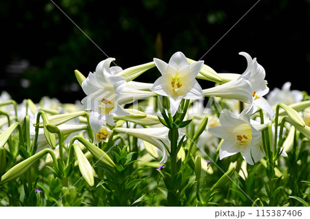 池田城址公園　白百合 115387406