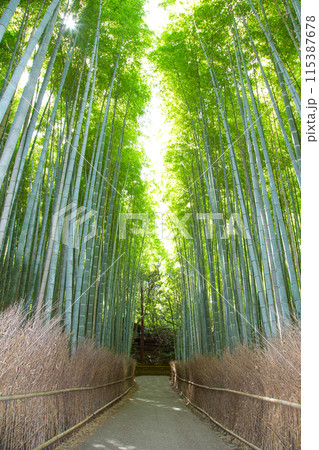 京都 嵯峨野 竹林の道 京都 嵯峨野 竹林の道 115387678