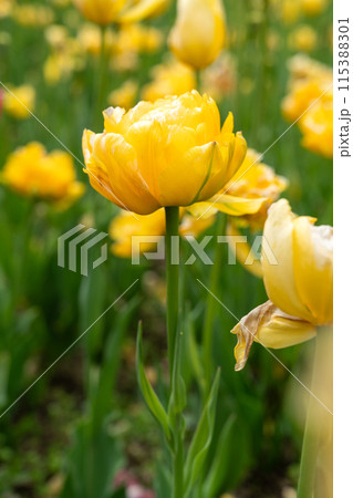 チューリップ ﾁｭｰﾘｯﾌﾟ 花 115388301