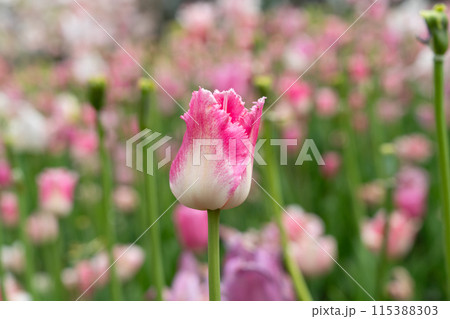 チューリップ ﾁｭｰﾘｯﾌﾟ 花 115388303