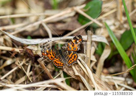 アカマダラ 115388310